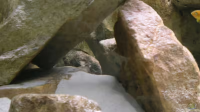 Dekoration im Aquarium Becken 11245 von di Stefano (10)