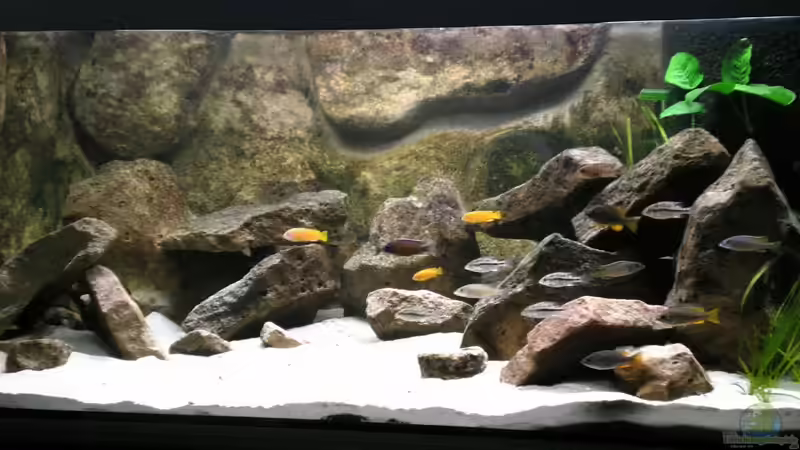 Dekoration im Aquarium Becken 11245 von di Stefano (11)