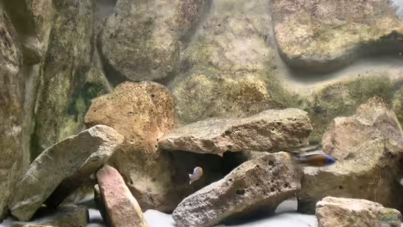 Dekoration im Aquarium Becken 11245 von di Stefano (6)