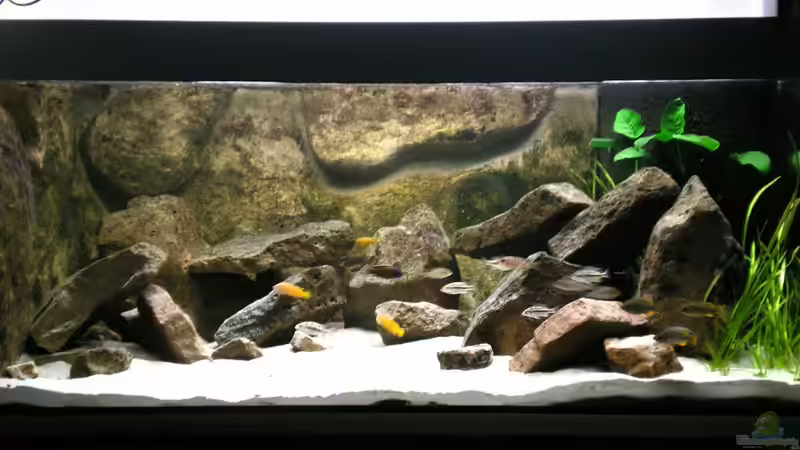 Dekoration im Aquarium Becken 11245 von di Stefano (8)