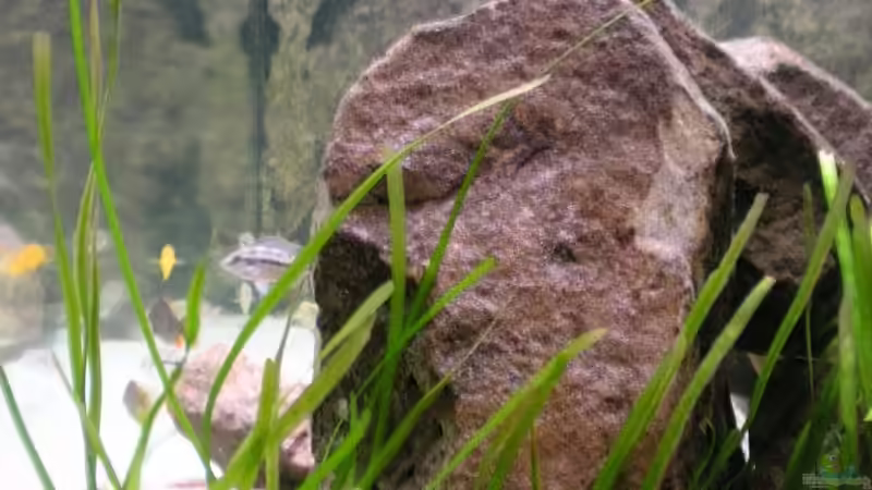 Dekoration im Aquarium Becken 11245 von di Stefano (9)