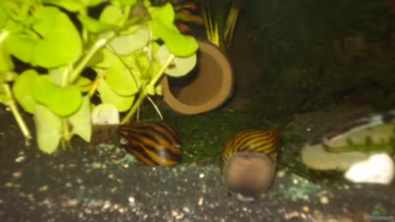 Dekoration im Aquarium Becken 11276 von Andreas Deutschmann (6)