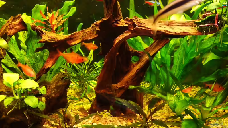 Dekoration im Aquarium Becken 11316 von Frank Broneske (21)