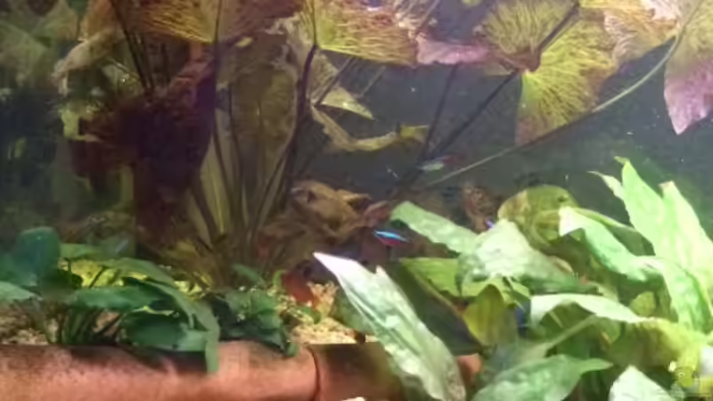 Dekoration im Aquarium Becken 11316 von Frank Broneske (22)