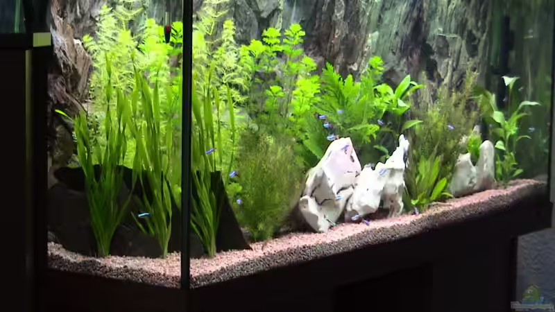 Dekoration im Aquarium Becken 1136 von Steve Knöfler (5)