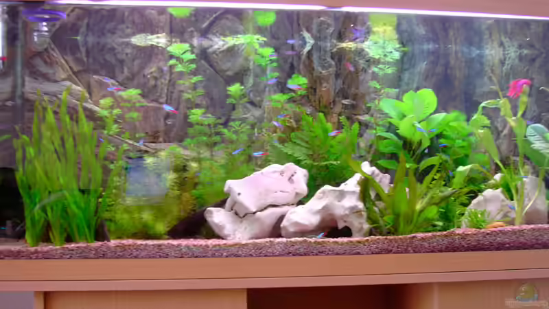 Dekoration im Aquarium Becken 1136 von Steve Knöfler (6)