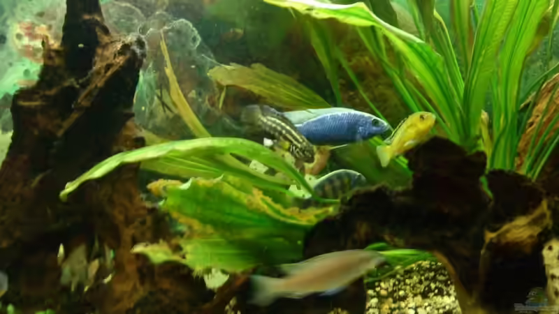 Dekoration im Aquarium Becken 11378 von Sascha Kiefer (5)