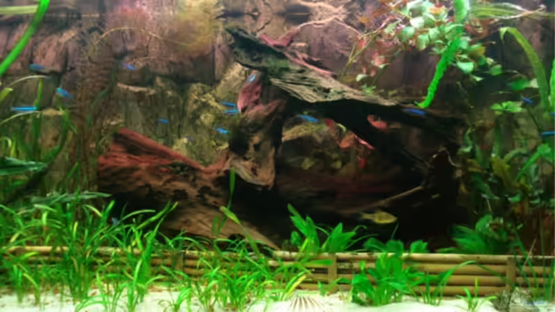 Dekoration im Aquarium Becken 11381 von Melle (6)