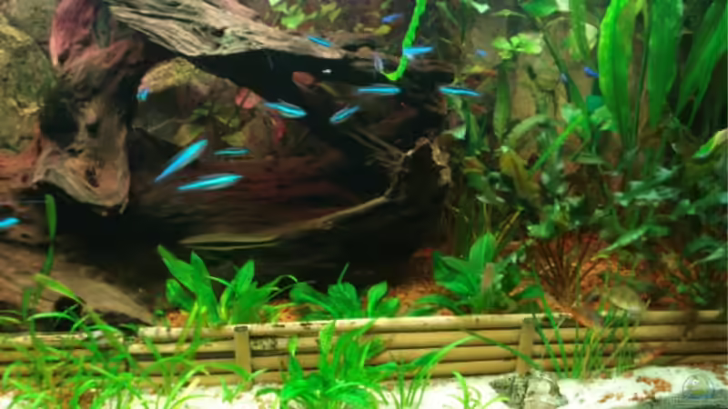 Dekoration im Aquarium Becken 11381 von Melle (7)