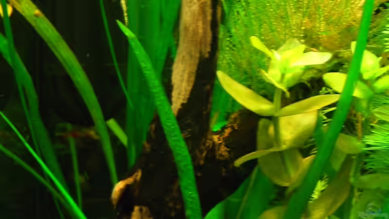 Dekoration im Aquarium Becken 11415 von Niko Toumanidis (14)