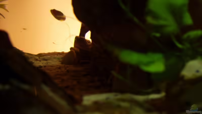 Dekoration im Aquarium Becken 11416 von Pascal Kapphan (10)