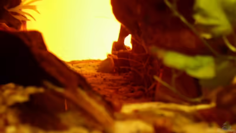 Dekoration im Aquarium Becken 11416 von Pascal Kapphan (11)