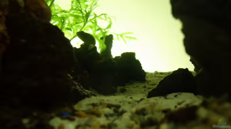 Dekoration im Aquarium Becken 11416 von Pascal Kapphan (6)