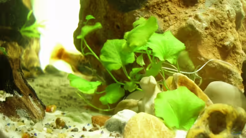 Dekoration im Aquarium Becken 11416 von Pascal Kapphan (7)