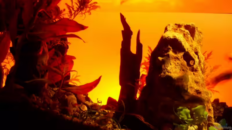 Dekoration im Aquarium Becken 11416 von Pascal Kapphan (8)