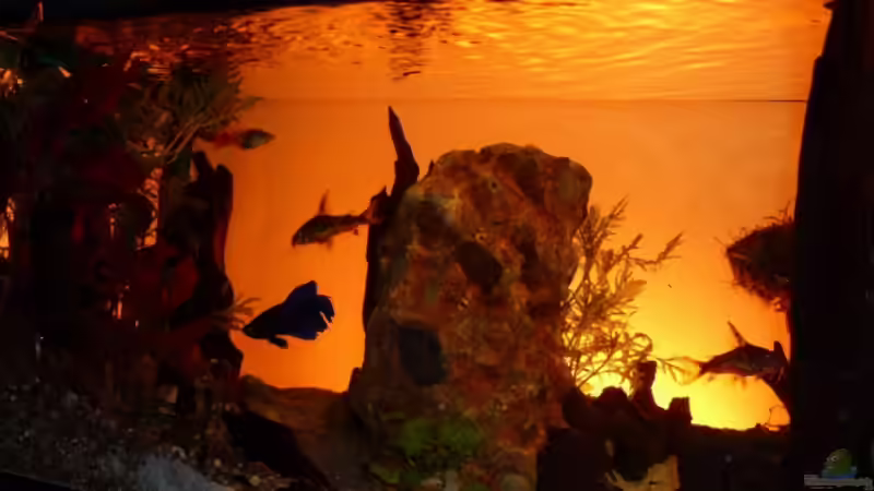 Dekoration im Aquarium Becken 11416 von Pascal Kapphan (9)