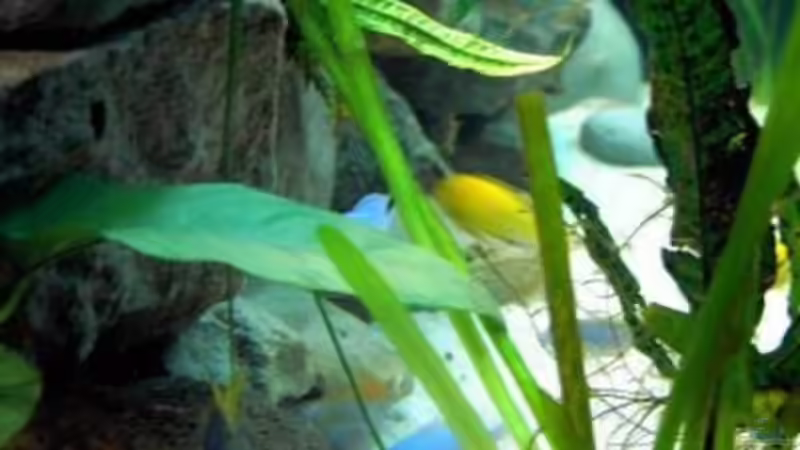 Dekoration im Aquarium Becken 1143 von Sebastian Hornberger (6)