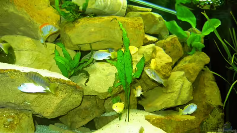 Dekoration im Aquarium Becken 1143 von Sebastian Hornberger (8)