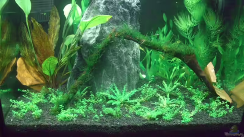 Dekoration im Aquarium Becken 11461 von Georg (11)