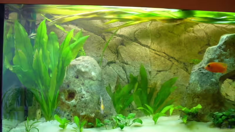 Dekoration im Aquarium Becken 11467 von Tobi_88 (4)