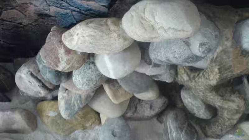 Dekoration im Aquarium Becken 11519 von Ahmet Degerli (12)