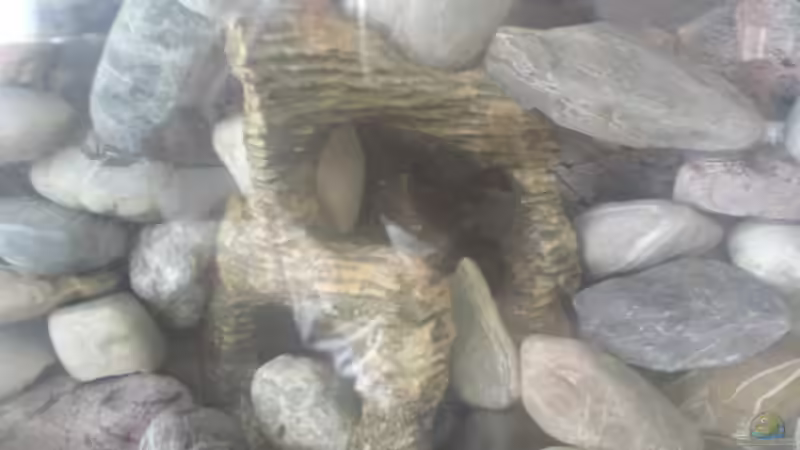 Dekoration im Aquarium Becken 11519 von Ahmet Degerli (8)