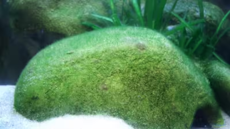 Dekoration im Aquarium Becken 11556 von jankov (14)