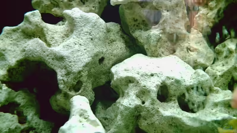 Dekoration im Aquarium Becken 11577 von Ronald Leuschner (7)