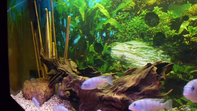 Dekoration im Aquarium Becken 11596 von SLK Malawi (3)