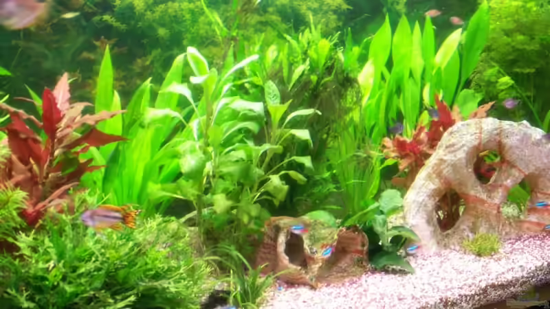 Dekoration im Aquarium Becken 11605 von Jogibaer (4)