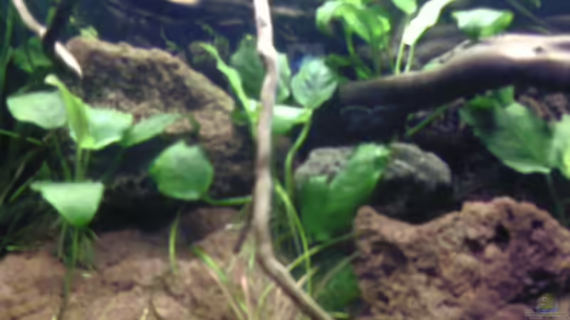 Dekoration im Aquarium Becken 11607 von ruepel-rocker (7)