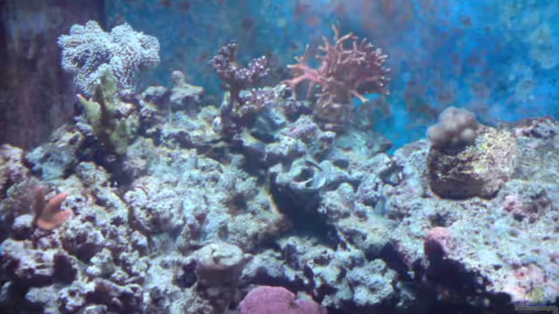 Dekoration im Aquarium Becken 11616 von Daniel Reichl (10)