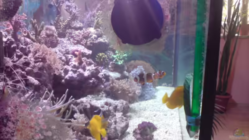 Dekoration im Aquarium Becken 11616 von Daniel Reichl (12)