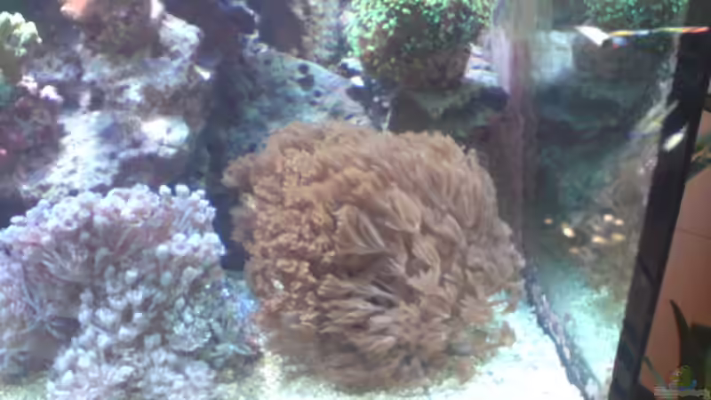 Dekoration im Aquarium Becken 11616 von Daniel Reichl (17)