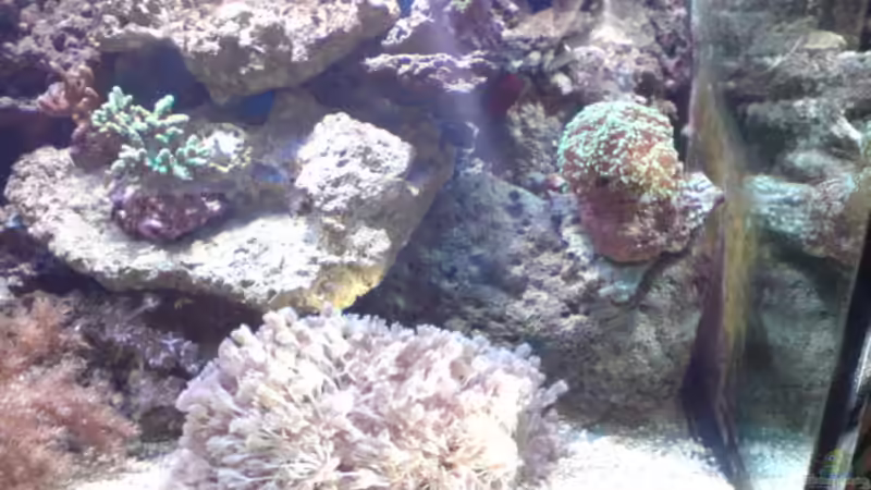 Dekoration im Aquarium Becken 11616 von Daniel Reichl (4)