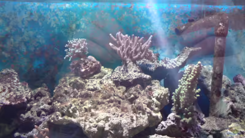 Dekoration im Aquarium Becken 11616 von Daniel Reichl (5)