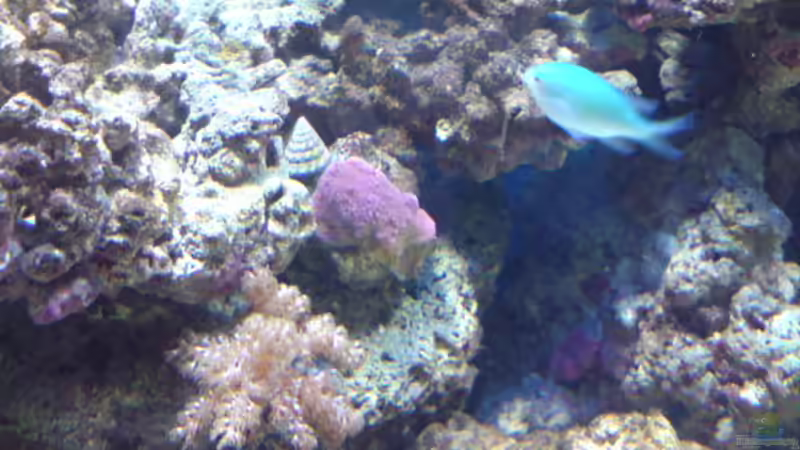 Dekoration im Aquarium Becken 11616 von Daniel Reichl (6)