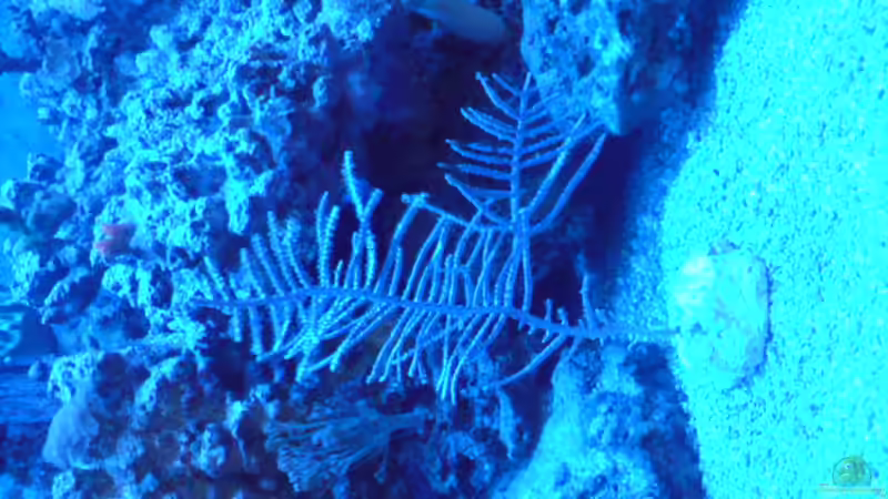 Dekoration im Aquarium Becken 11616 von Daniel Reichl (7)