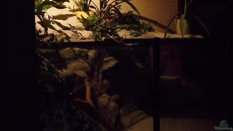 Dekoration im Aquarium Becken 11631 von Andre Rohde (13)