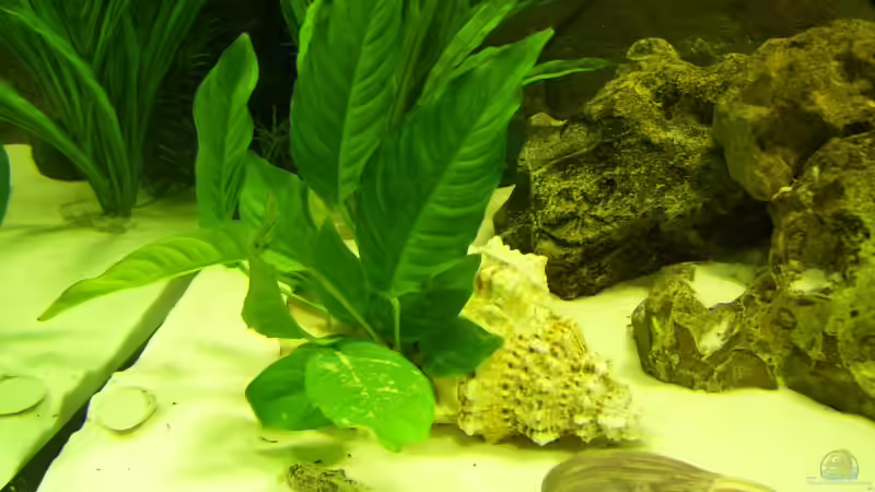 Dekoration im Aquarium Becken 11633 von Daniel Tenner (5)