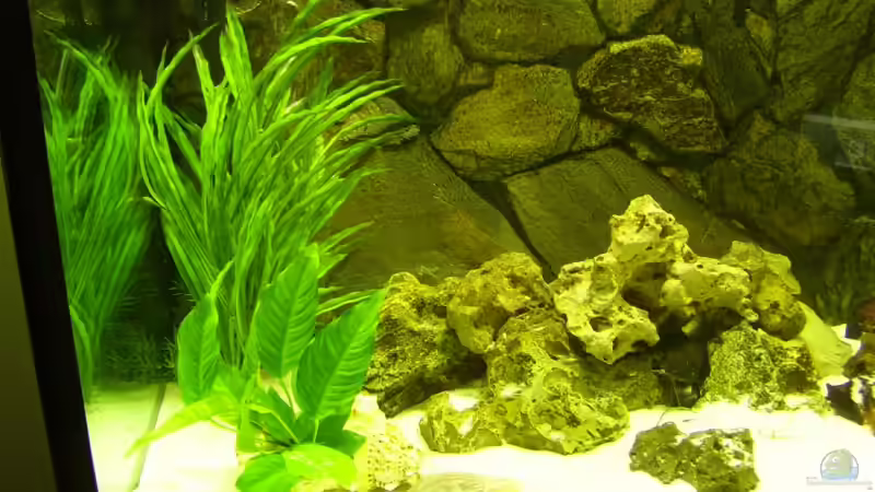 Dekoration im Aquarium Becken 11633 von Daniel Tenner (6)