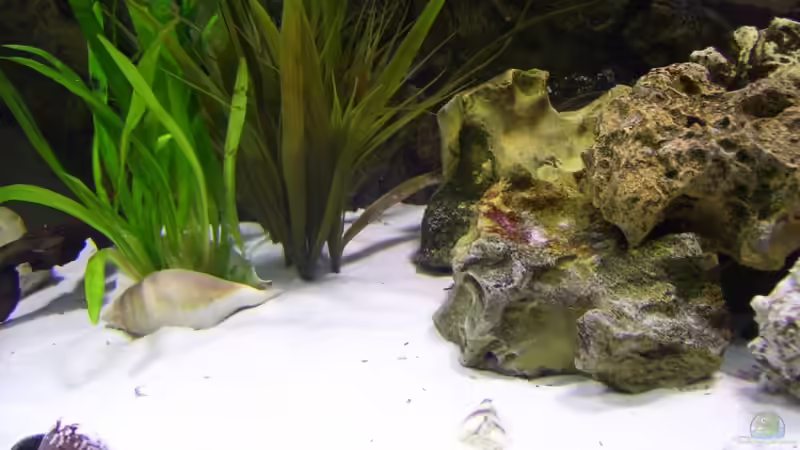 Dekoration im Aquarium Becken 11633 von Daniel Tenner (7)