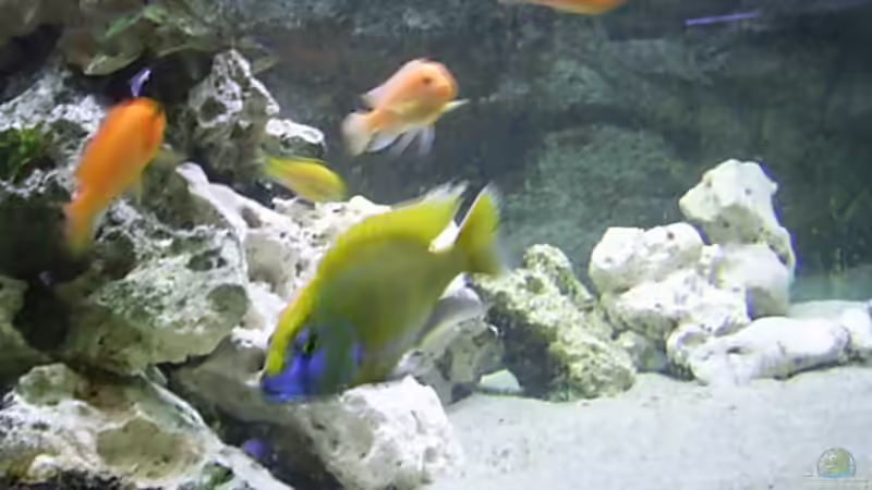 Dekoration im Aquarium Becken 1166 von Tobias Mann (4)