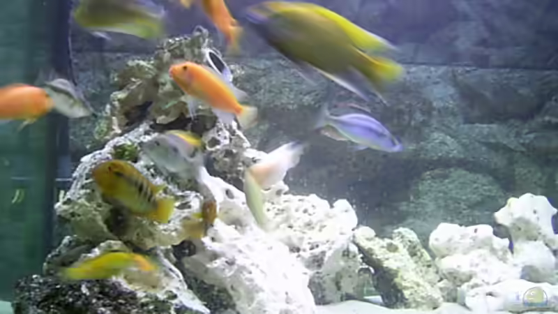 Dekoration im Aquarium Becken 1166 von Tobias Mann (5)