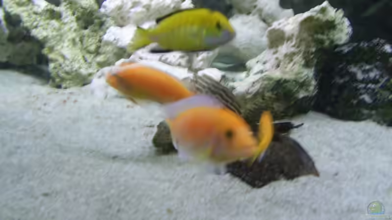 Dekoration im Aquarium Becken 1166 von Tobias Mann (6)