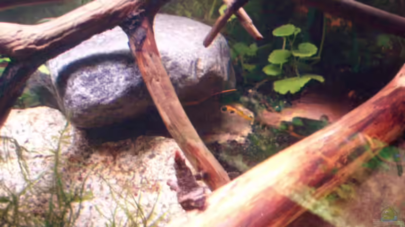 Dekoration im Aquarium Becken 11679 von Jason (11)