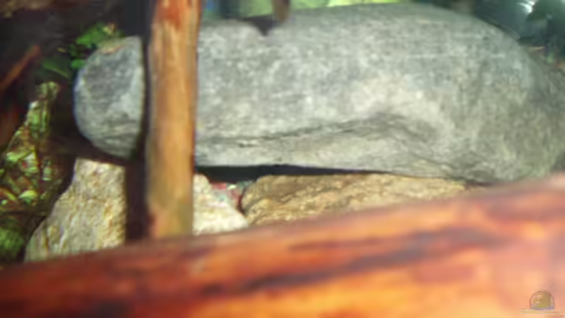 Dekoration im Aquarium Becken 11679 von Jason (7)