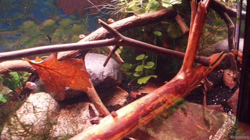 Dekoration im Aquarium Becken 11679 von Jason (9)