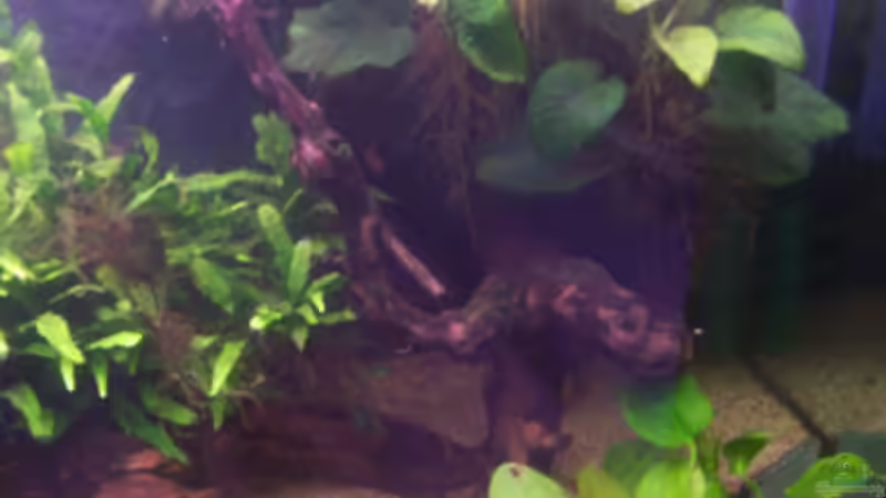 Dekoration im Aquarium Becken 11731 von Dominik Schickmair (20)