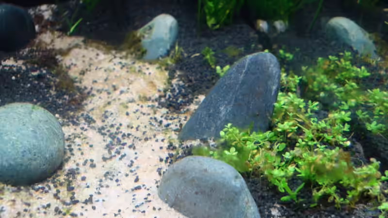 Dekoration im Aquarium Becken 11735 von Rene N. (4)